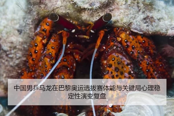 中国男乒马龙在巴黎奥运选拔赛体能与关键局心理稳定性演变复盘